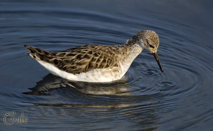 Sono arrivati  i Combattenti